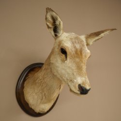 Ciervo rojo impar 12 puntas Cabeza Hombro Cabeza de ciervo rojo Preparado Altura 108 cm Cabeza de ciervo