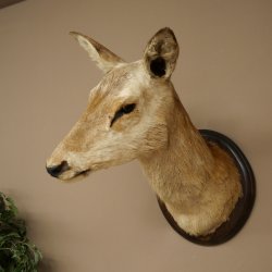 Ciervo rojo impar 12 puntas Cabeza Hombro Cabeza de ciervo rojo Preparado Altura 108 cm Cabeza de ciervo