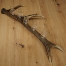 Schnapsleverancier 5x kleine glazen met steel op edelhertenstang Cadeau 27.60.2.57