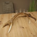 Schnapsleverancier 5x kleine glazen met steel op edelhertenstang Cadeau 27.60.2.57