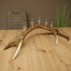 Schnapsleverancier 5x kleine glazen met steel op edelhertenstang Cadeau 27.60.2.57
