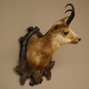 Gamskopf Gams Gamshaupt Gemse Altpräparat SL 24,6 cm...