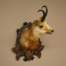 Testa di camoscio Camoscio Testa di camoscio SL 17,5 cm Testa Preparato Testa su trofeo 85.13.69