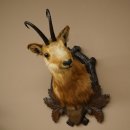 Testa di camoscio Camoscio Testa di camoscio SL 17,5 cm Testa Preparato Testa su trofeo 85.13.69