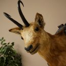 Testa di camoscio Camoscio Testa di camoscio SL 17,5 cm Testa Preparato Testa su trofeo 85.13.69