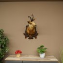 Testa di camoscio Camoscio Testa di camoscio SL 17,5 cm Testa Preparato Testa su trofeo 85.13.69