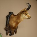 Testa di camoscio Camoscio Testa di camoscio SL 17,5 cm Testa Preparato Testa su trofeo 85.13.69
