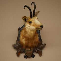 Testa di camoscio Camoscio Testa di camoscio SL 17,5 cm Testa Preparato Testa su trofeo 85.13.69