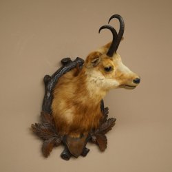 Testa di camoscio Camoscio Testa di camoscio SL 17,5 cm Testa Preparato Testa su trofeo 85.13.69