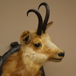 Testa di camoscio Camoscio Testa di camoscio SL 17,5 cm Testa Preparato Testa su trofeo 85.13.69