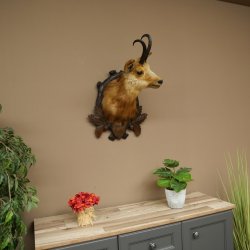 Testa di camoscio Camoscio Testa di camoscio SL 17,5 cm Testa Preparato Testa su trofeo 85.13.69