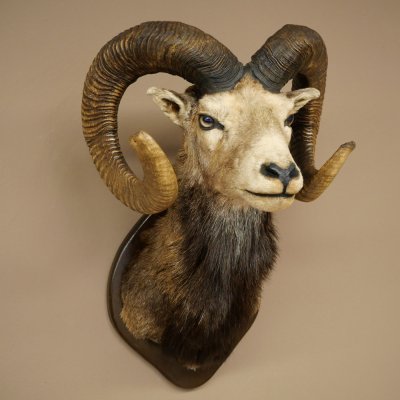 Mufflon (Ovis gmelini musimon) Altpräparat Präparat HL 86 + 89 cm Kopf Schulter Haupt auf Trophäenschild 85.12.100