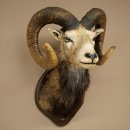 Moflon (Ovis gmelini musimon) Preparatie HL 75 cm Kop...