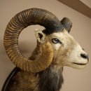 Mufflon (Ovis gmelini musimon) Altpräparat Präparat HL 86 + 89 cm Kopf Schulter Haupt auf Trophäenschild 85.12.100