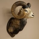 Mufflon (Ovis gmelini musimon) Altpräparat Präparat HL 86 + 89 cm Kopf Schulter Haupt auf Trophäenschild 85.12.100