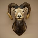 Mufflon (Ovis gmelini musimon) Altpräparat Präparat HL 86 + 89 cm Kopf Schulter Haupt auf Trophäenschild 85.12.100