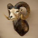 Mufflon (Ovis gmelini musimon) Altpräparat Präparat HL 86 + 89 cm Kopf Schulter Haupt auf Trophäenschild 85.12.100