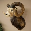 Mufflon (Ovis gmelini musimon) Altpräparat Präparat HL 86 + 89 cm Kopf Schulter Haupt auf Trophäenschild 85.12.100