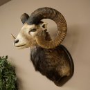 Mufflon (Ovis gmelini musimon) Altpräparat Präparat HL 86 + 89 cm Kopf Schulter Haupt auf Trophäenschild 85.12.100