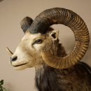 Mufflon (Ovis gmelini musimon) Altpräparat Präparat HL 86 + 89 cm Kopf Schulter Haupt auf Trophäenschild 85.12.100