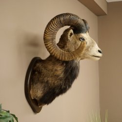 Mufflon (Ovis gmelini musimon) Altpräparat Präparat HL 86 + 89 cm Kopf Schulter Haupt auf Trophäenschild 85.12.100