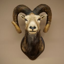 Mufflon (Ovis gmelini musimon) Altpräparat Präparat HL 86 + 89 cm Kopf Schulter Haupt auf Trophäenschild 85.12.100