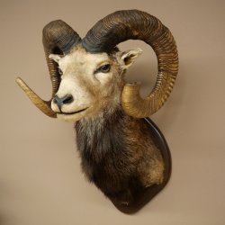 Mufflon (Ovis gmelini musimon) Altpräparat Präparat HL 86 + 89 cm Kopf Schulter Haupt auf Trophäenschild 85.12.100