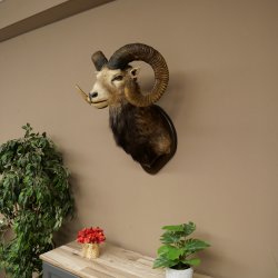 Mufflon (Ovis gmelini musimon) Altpräparat Präparat HL 86 + 89 cm Kopf Schulter Haupt auf Trophäenschild 85.12.100