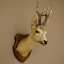 Roebuck Head and Shoulders Mount, Height 50 cm, Antlers,...