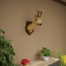 Preparado de cabeza y hombros de corzo, altura 50 cm, cuernos, corzo, cabeza, escudo 85.11.111