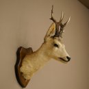 Roebuck Head and Shoulders Mount, Height 50 cm, Antlers,...