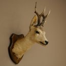 Preparado de cabeza y hombros de corzo, altura 50 cm, cuernos, corzo, cabeza, escudo 85.11.111