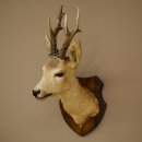 Preparado de cabeza y hombros de corzo, altura 50 cm, cuernos, corzo, cabeza, escudo 85.11.111