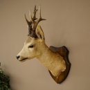 Preparado de cabeza y hombros de corzo, altura 50 cm, cuernos, corzo, cabeza, escudo 85.11.111