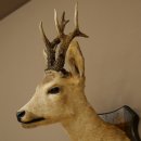 Preparado de cabeza y hombros de corzo, altura 50 cm, cuernos, corzo, cabeza, escudo 85.11.111