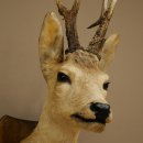 Preparado de cabeza y hombros de corzo, altura 50 cm, cuernos, corzo, cabeza, escudo 85.11.111
