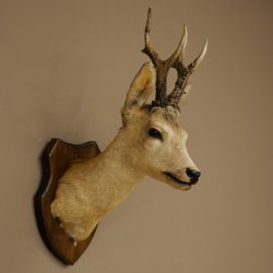 Preparado de cabeza y hombros de corzo, altura 50 cm, cuernos, corzo, cabeza, escudo 85.11.111