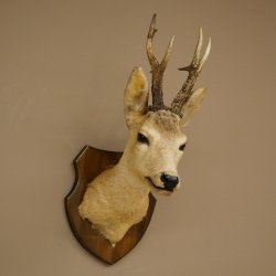 Preparado de cabeza y hombros de corzo, altura 50 cm, cuernos, corzo, cabeza, escudo 85.11.111
