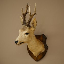 Preparado de cabeza y hombros de corzo, altura 50 cm, cuernos, corzo, cabeza, escudo 85.11.111