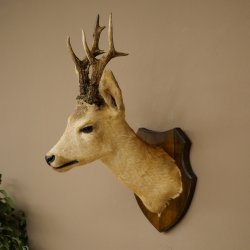 Preparado de cabeza y hombros de corzo, altura 50 cm, cuernos, corzo, cabeza, escudo 85.11.111