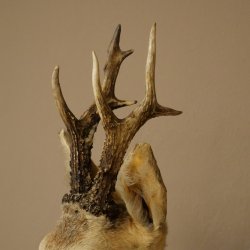 Preparado de cabeza y hombros de corzo, altura 50 cm, cuernos, corzo, cabeza, escudo 85.11.111