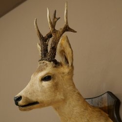 Preparado de cabeza y hombros de corzo, altura 50 cm, cuernos, corzo, cabeza, escudo 85.11.111