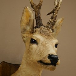 Preparado de cabeza y hombros de corzo, altura 50 cm, cuernos, corzo, cabeza, escudo 85.11.111