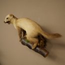 Stone marten Marten on branch Taxidermy decoration Height 53 m Taxidermy specimen 89.5.231