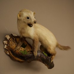 Stone marten Marten on branch Taxidermy decoration Height 53 m Taxidermy specimen 89.5.231