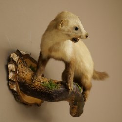 Stone marten Marten on branch Taxidermy decoration Height 53 m Taxidermy specimen 89.5.231