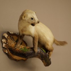 Stone marten Marten on branch Taxidermy decoration Height 53 m Taxidermy specimen 89.5.231