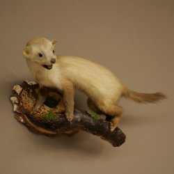 Stone marten Marten on branch Taxidermy decoration Height 53 m Taxidermy specimen 89.5.231