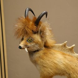 Wolpertinger, Wolpi, zorro con cuernos de gamuza, zorro dragón de cola verde, espécimen disecado, criatura mítica