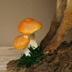 Wolpertinger, Wolpi, zorro con cuernos de gamuza, zorro dragón de cola verde, espécimen disecado, criatura mítica